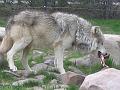 Wolf with dinner